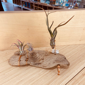 Air plant driftwood arrangement